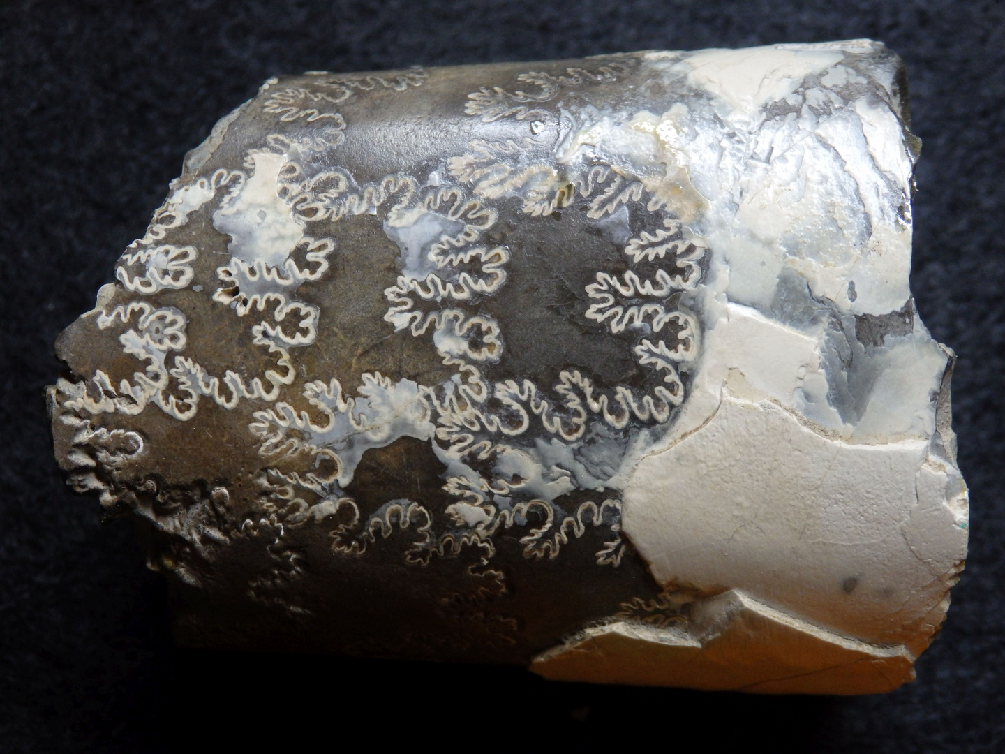 Ammonit aus der Kreidezeit - Baculites baculus