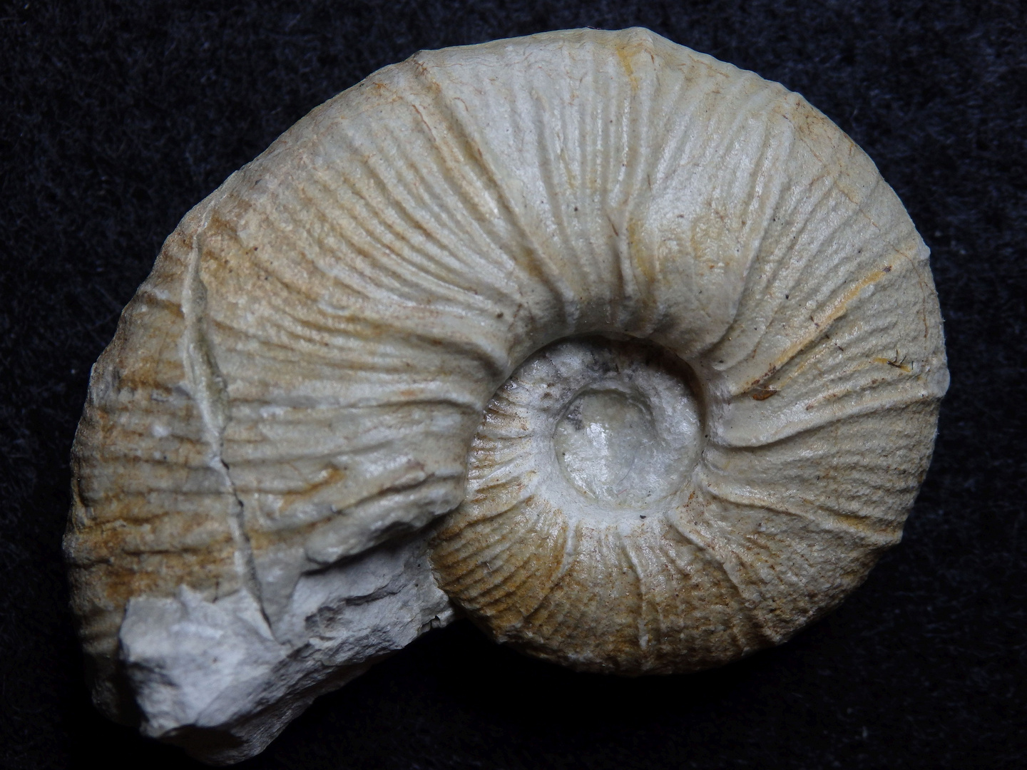 Ammonit aus der Kreidezeit - Crioceras sp. 