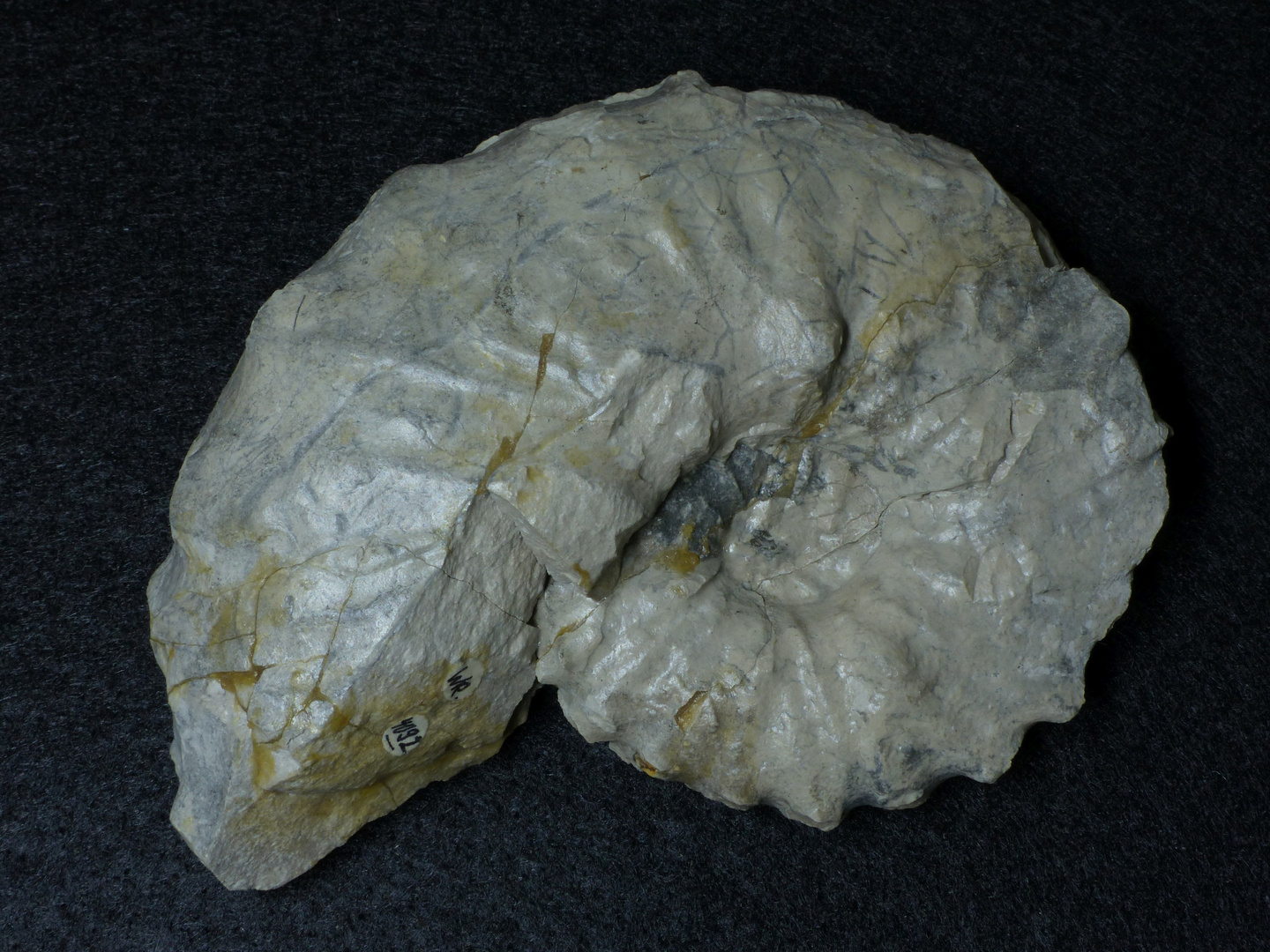 Ammonit aus der Kreidezeit - Hoplitoplacenticeras dolbergense