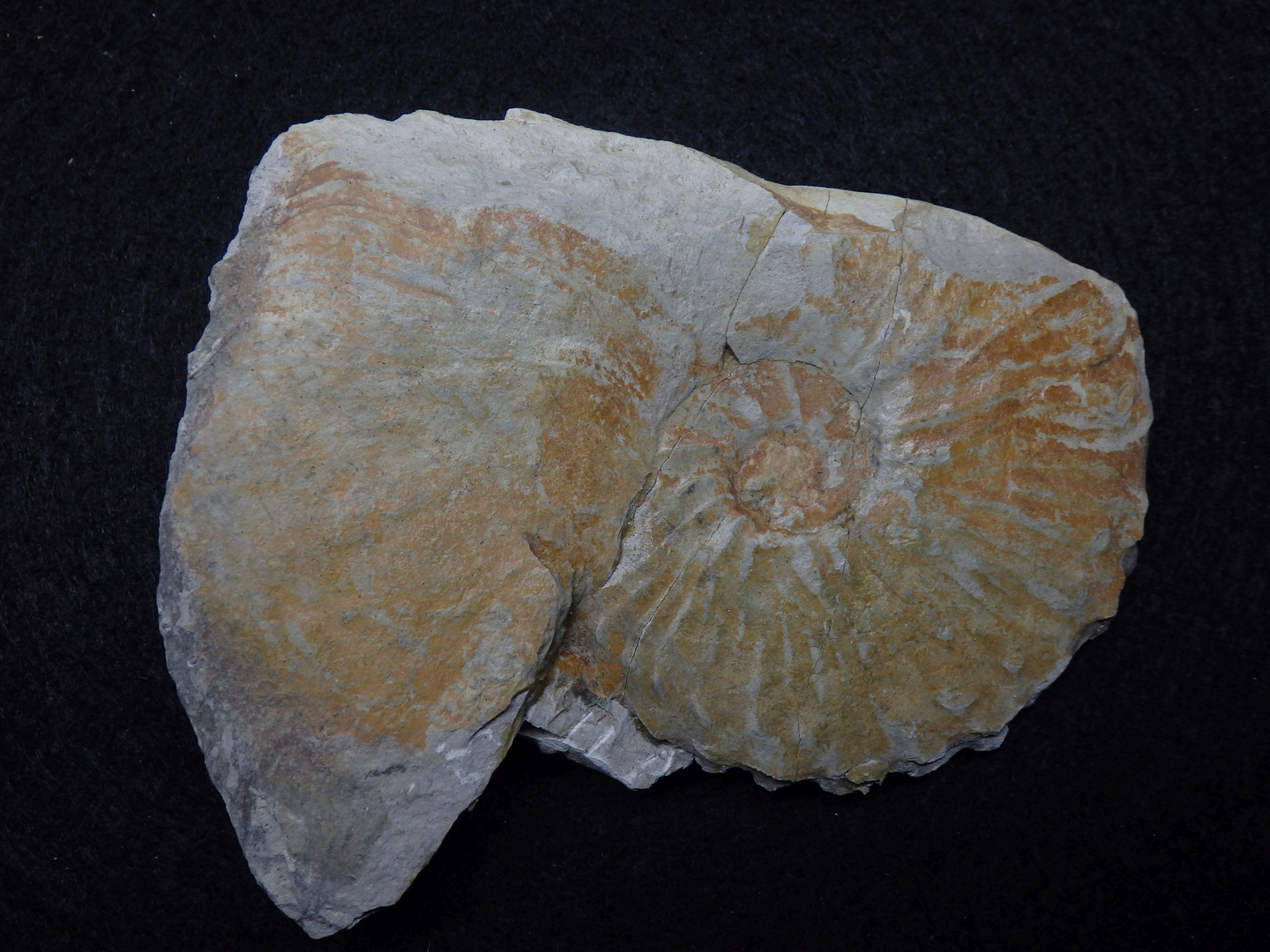 Ammonit aus der Kreidezeit - Hoplitoplacenticeras dolbergense