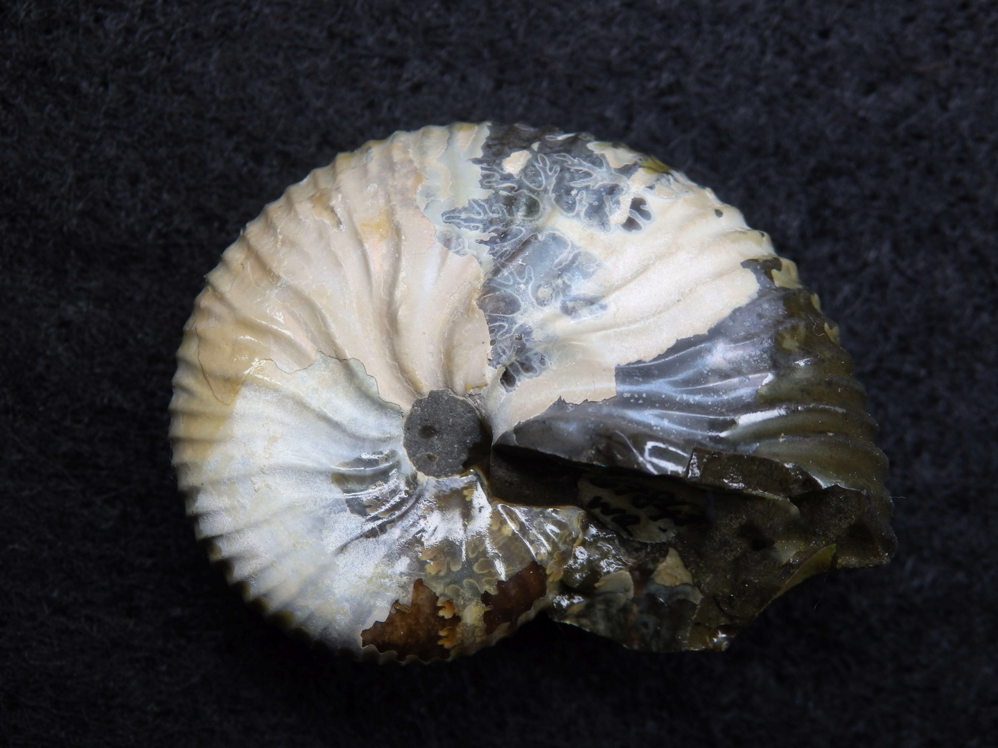 Ammonit aus der Kreidezeit - Jeletzkytes sp.