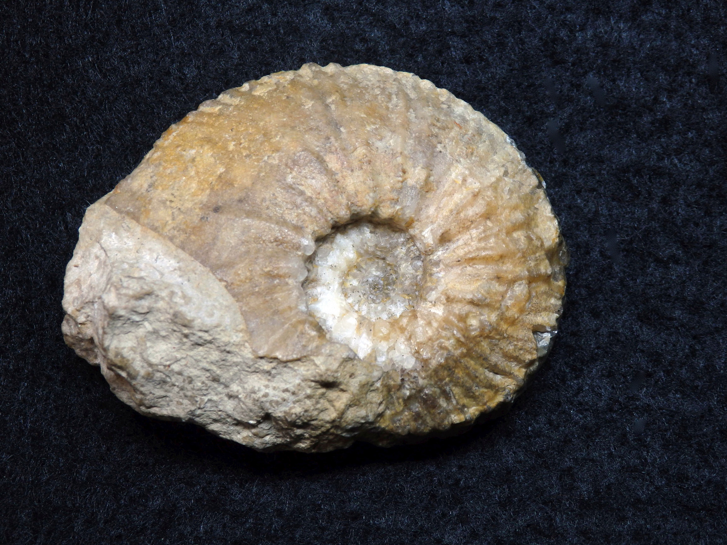 Ammonit aus der Kreidezeit - Karakaschiceras sp.