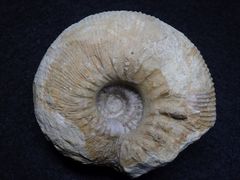 Ammonit aus der Kreidezeit - Olcostephanus densicostatus