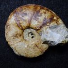 Ammonit aus der Kreidezeit - Pachydiscus sp.