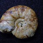 Ammonit aus der Kreidezeit - Pachydiscus sp.