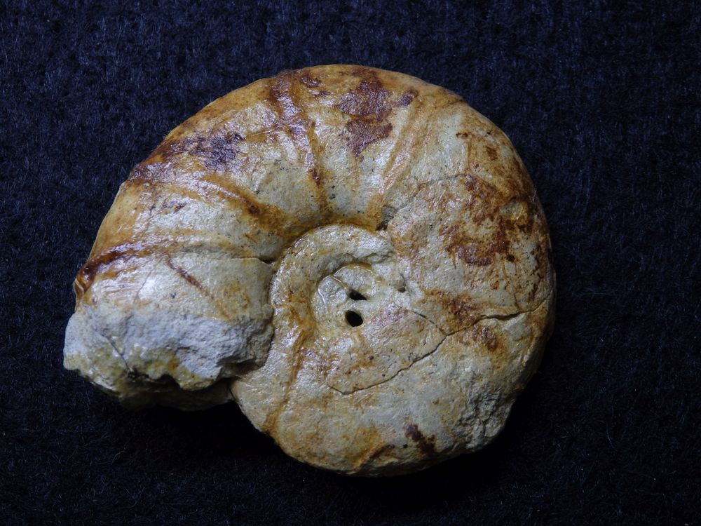 Ammonit aus der Kreidezeit - Pachydiscus sp.
