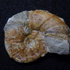 Ammonit aus der Kreidezeit - Pachydiscus stobaei