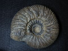 Ammonit aus der Kreidezeit - Polyptychites ascendens