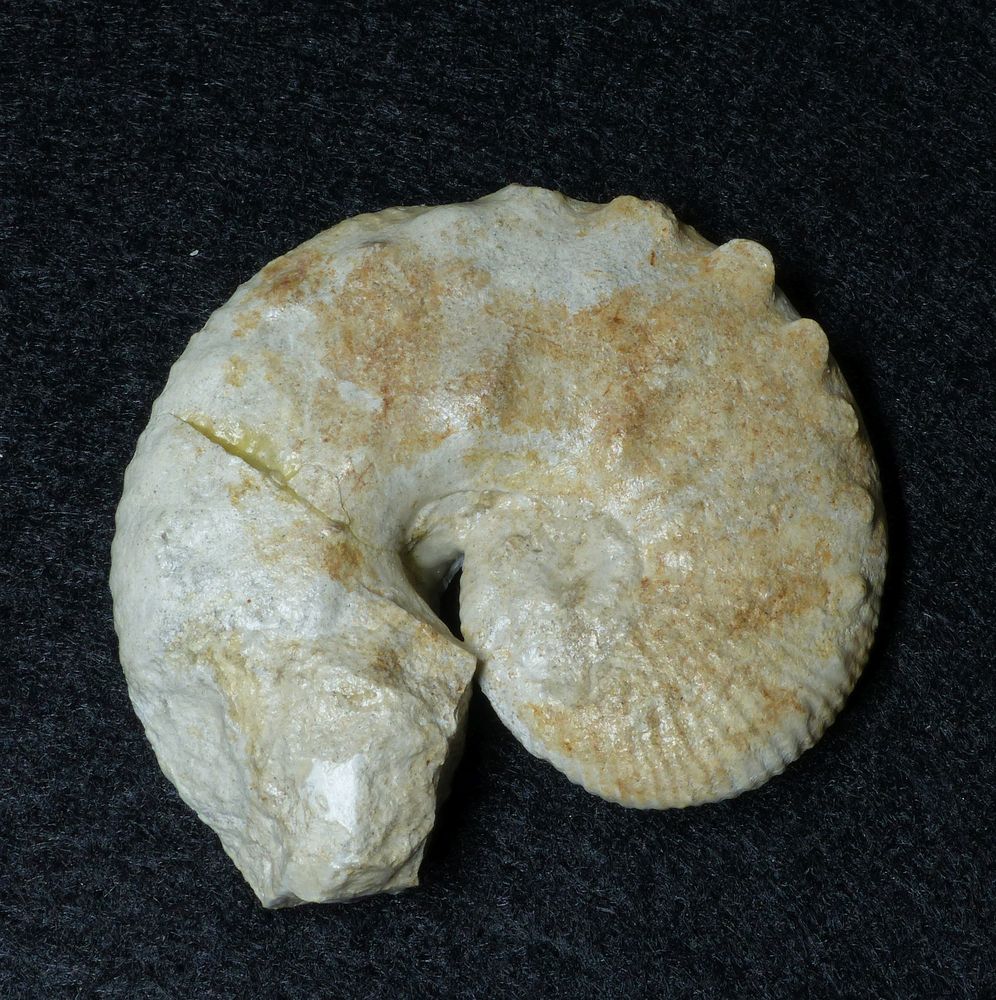 Ammonit aus der Kreidezeit - Scaphites gibbus