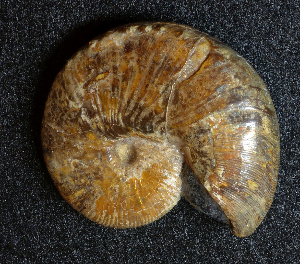 Ammonit aus der Kreidezeit - Scaphites (Holcoscaphites) nicolleti