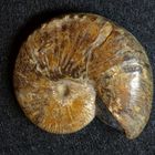 Ammonit aus der Kreidezeit - Scaphites (Holcoscaphites) nicolleti