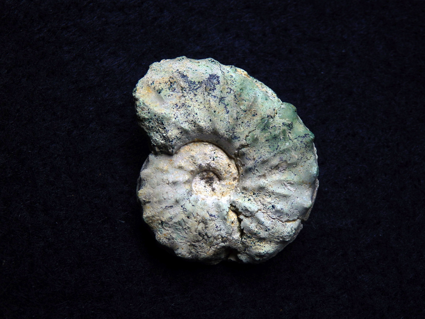 Ammonit aus der Kreidezeit - Schloenbachia varians