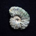 Ammonit aus der Kreidezeit - Schloenbachia varians