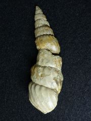 Ammonit aus der Kreidezeit - Turrilites costatus