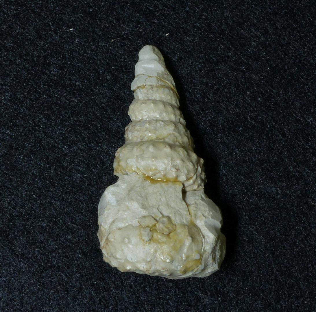 Ammonit aus der Kreidezeit - Turrilites (Mariella) lewesiensis
