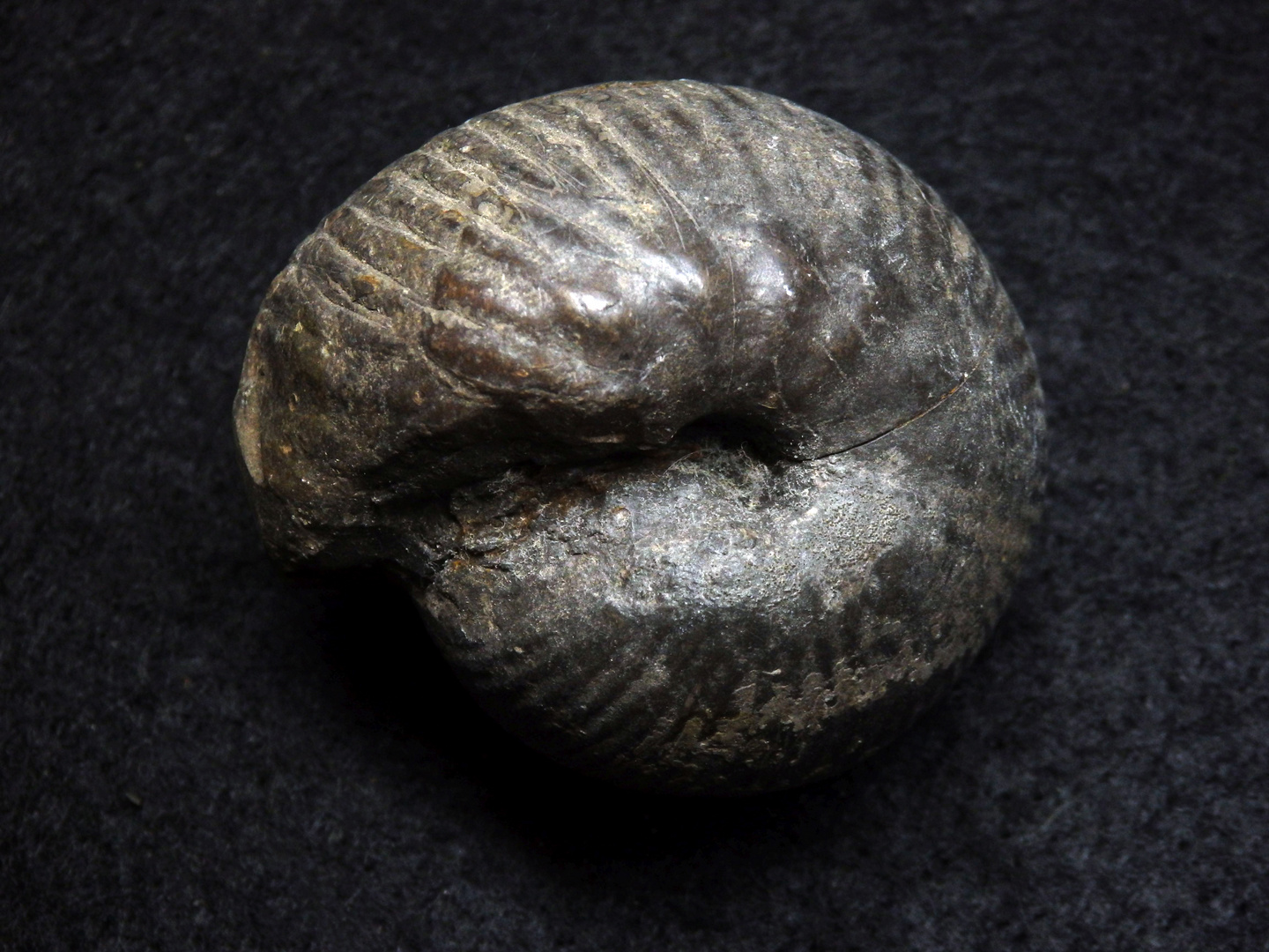 Ammonit aus der Kreidezeit - Valanginites nucleus