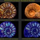 Ammonit aus der Sahara bei Erfoud in Marokko