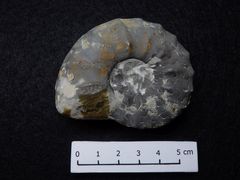 Ammonit aus der Triaszeit - Ceratites sp.