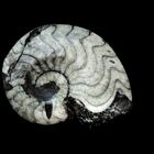 ammonit aus der wüste
