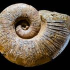 Ammonit Fossile 