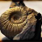Ammonit in Gold