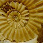 Ammonit - Pleuroceras