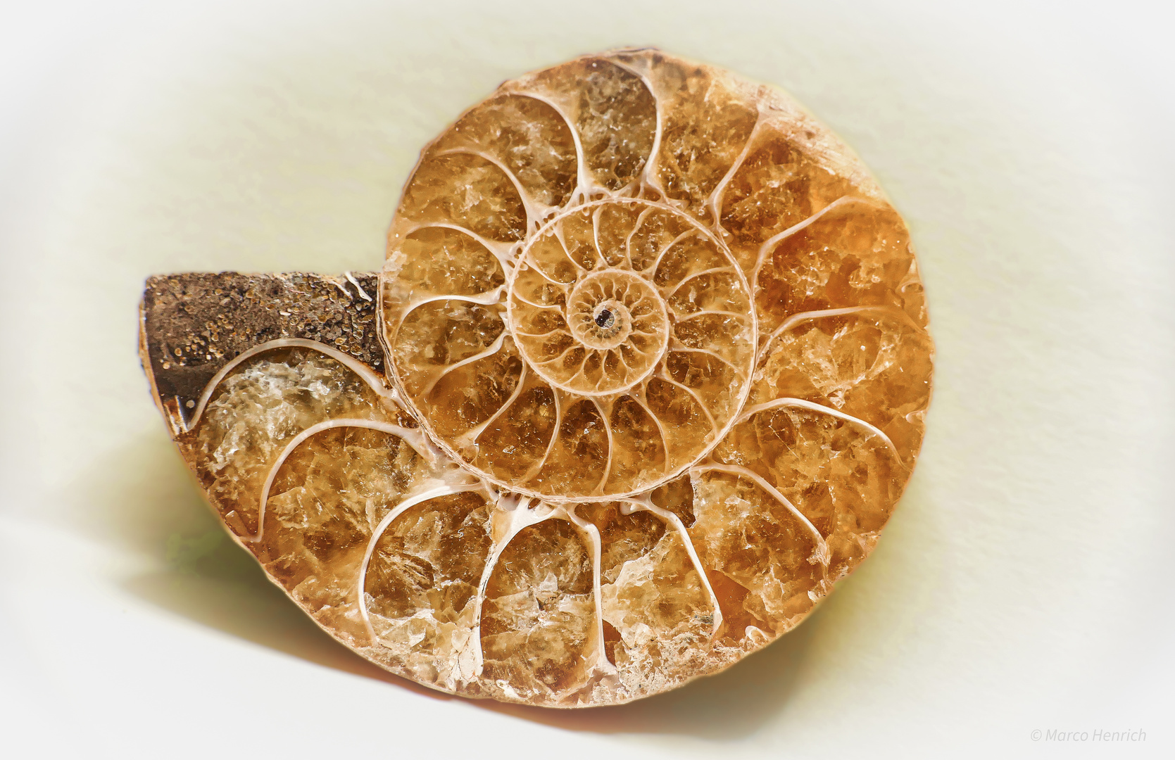 Ammonit (Versteinererung)