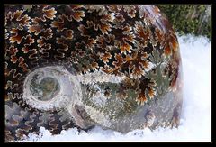 Ammonite