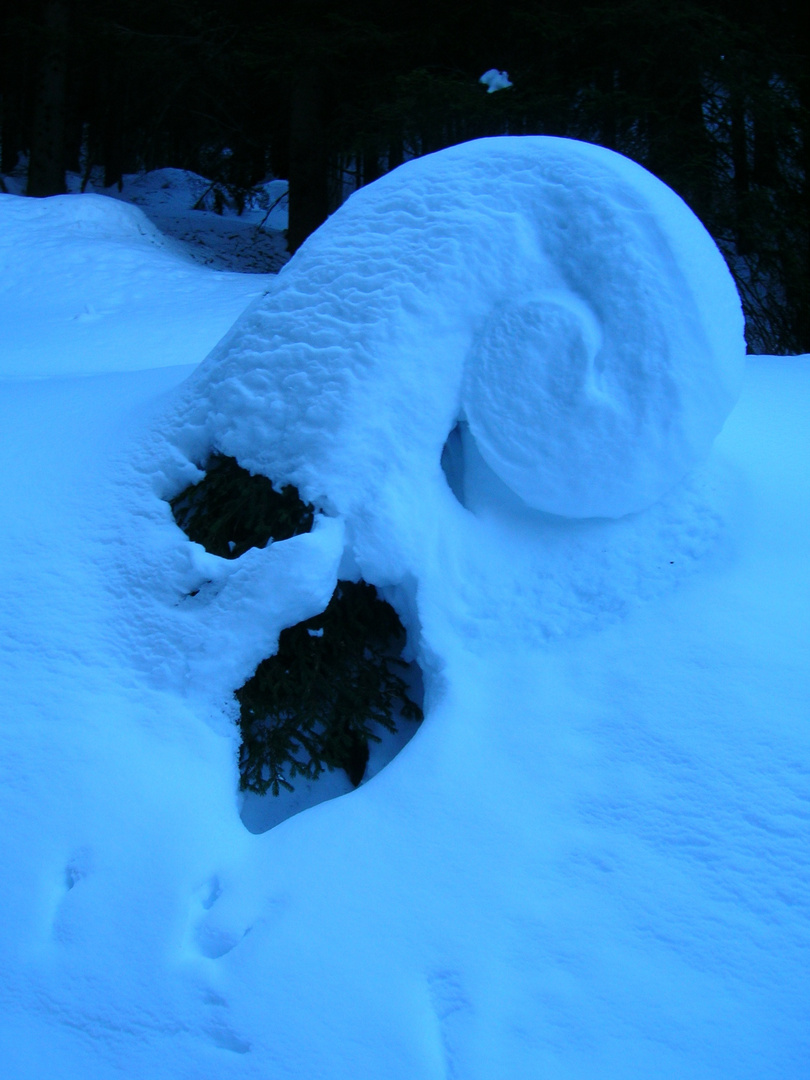 Ammonite a .....12 gradi sotto zero