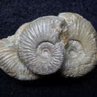 Ammoniten aus der Jurazeit - Amoeboceras alternans