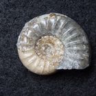 Ammoniten aus der Jurazeit - Dumortieria striatulocostata
