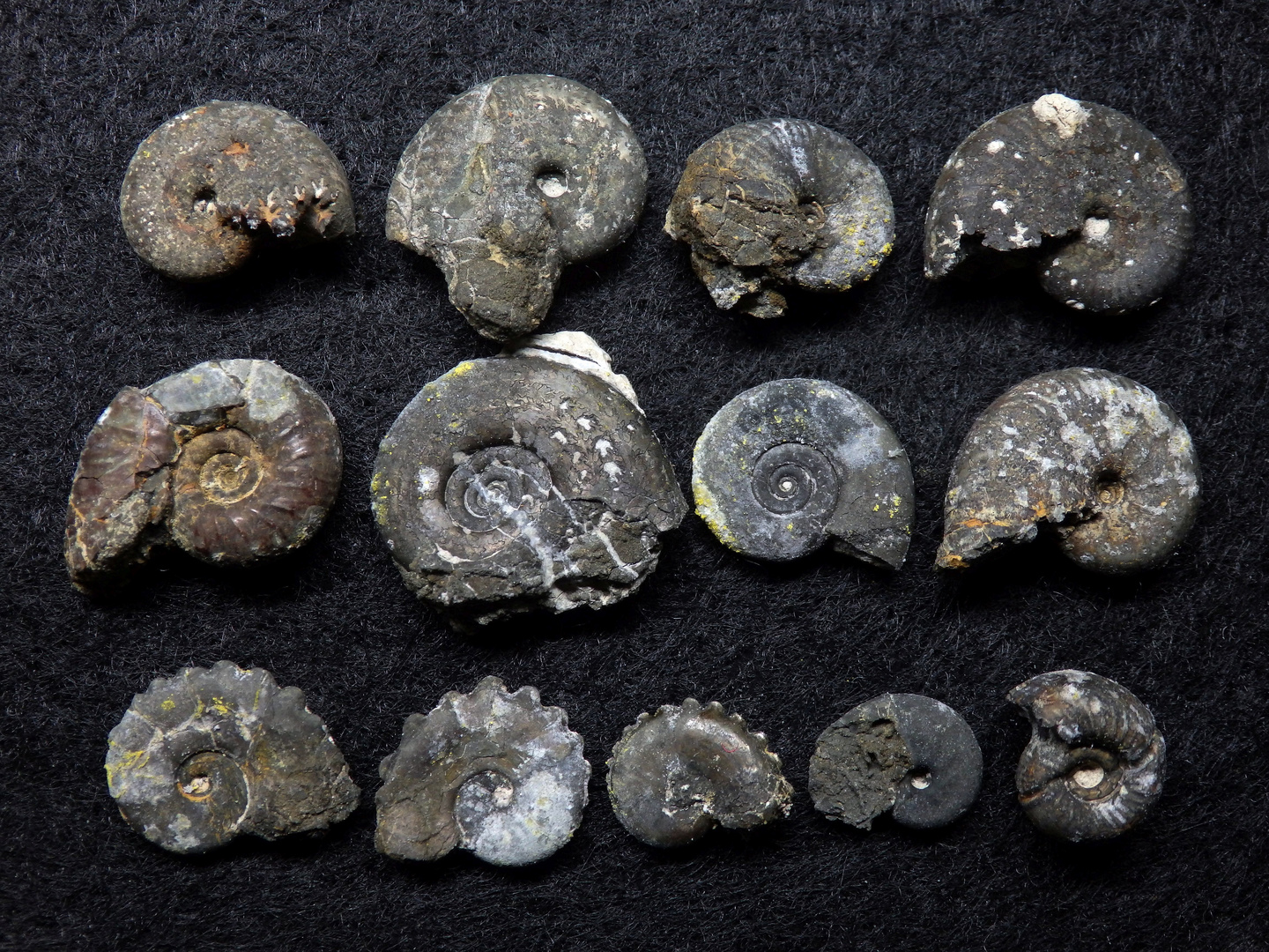 Ammoniten aus der Jurazeit - Fauna aus Liesberg