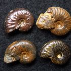 Ammoniten aus der Jurazeit - Harpoceras und Pseudolioceras