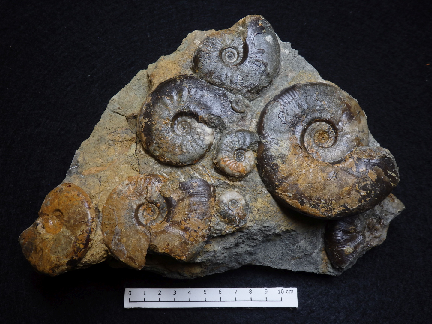 Ammoniten aus der Jurazeit - Leioceras comptum