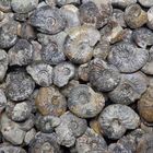 Ammoniten aus der Jurazeit - Leioceras comptum