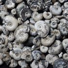 Ammoniten aus der Jurazeit - Leioceras opalinum