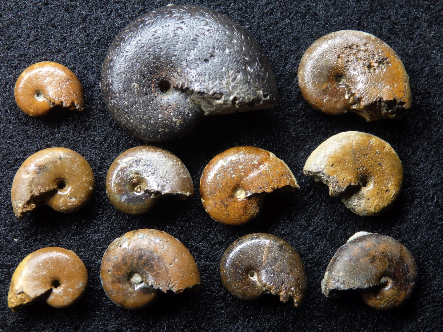 Ammoniten aus der Jurazeit - Partschiceras argelliezi und Phylloceras heterophyllum