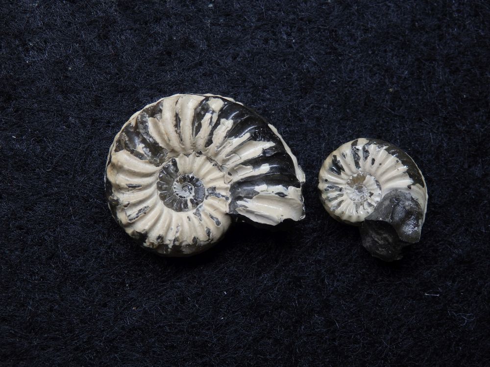 Ammoniten aus der Jurazeit - Pleuroceras solare