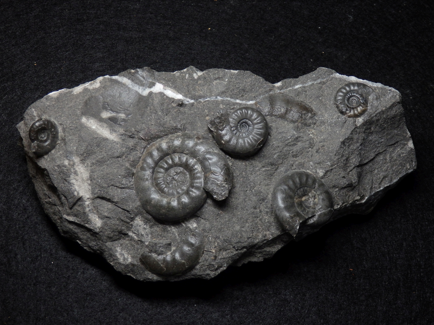 Ammoniten aus der Jurazeit - Psiloceras plicatulum