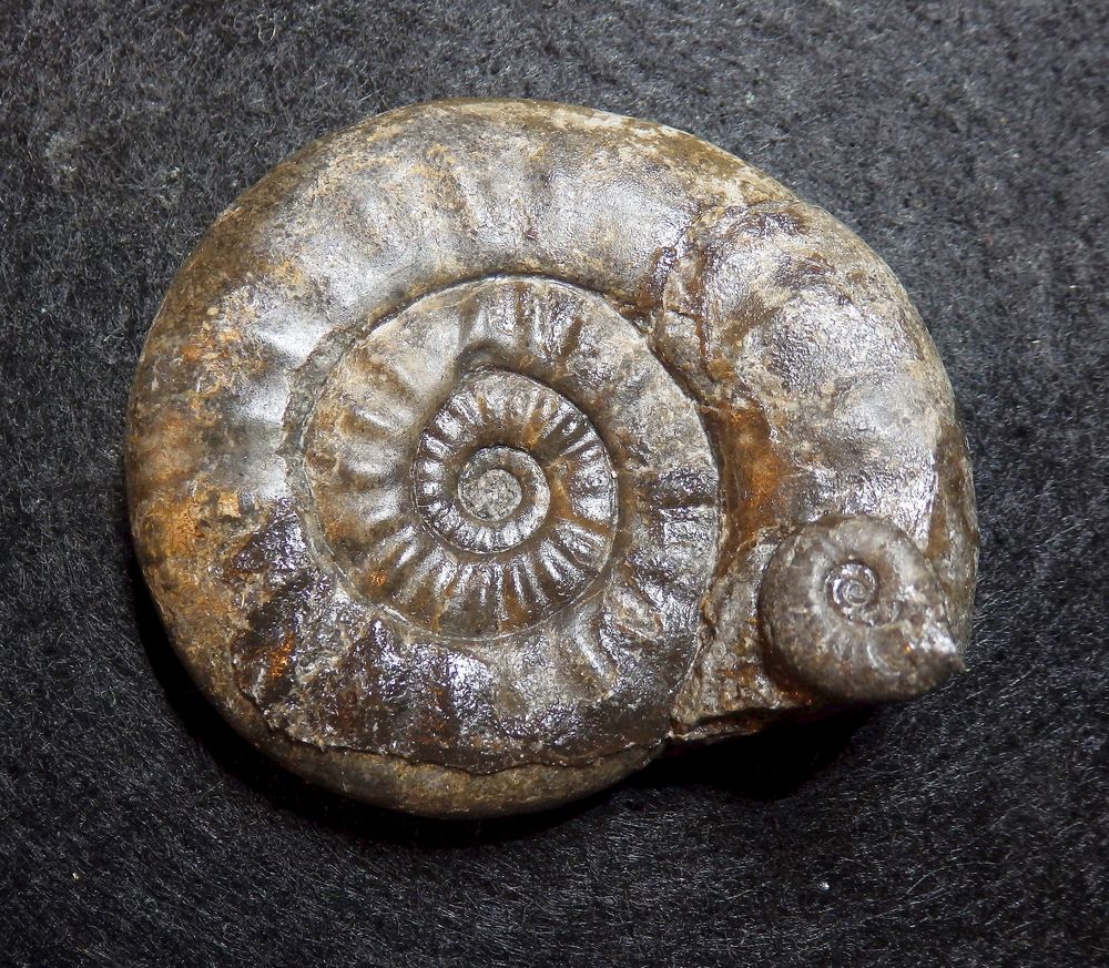Ammoniten aus der Jurazeit - Psiloceras plicatulum