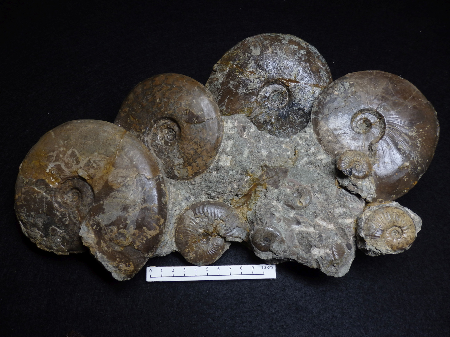 Ammoniten aus der Jurazeit - Staufenia opalinoides