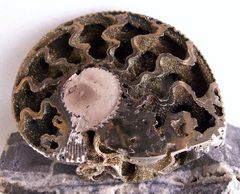 Ammonit/Querschnitt