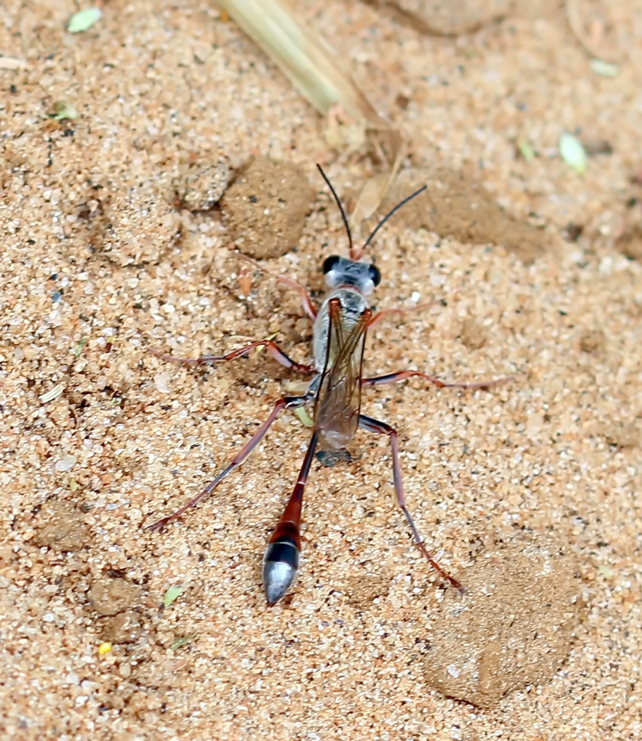 Ammophila ferrugineipes,Männchen