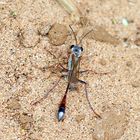 Ammophila ferrugineipes,Männchen