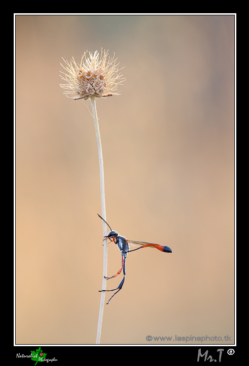 ...Ammophila heideni I ...