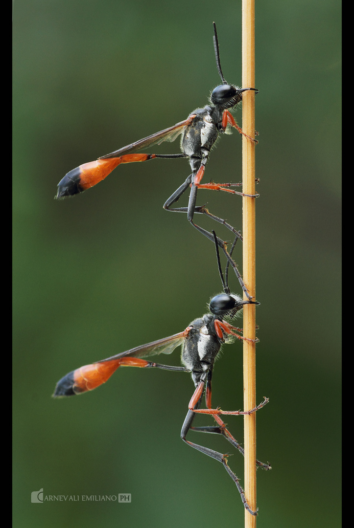 Ammophila-heydeni