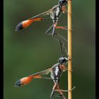 Ammophila-heydeni