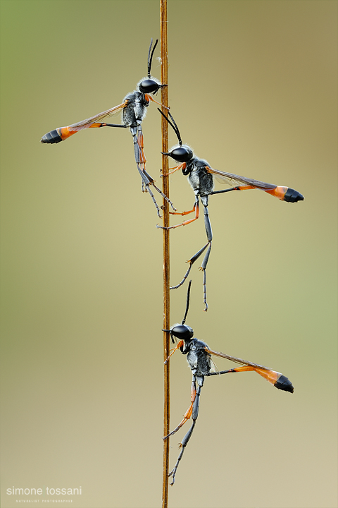 Ammophila procera