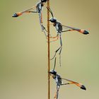 Ammophila procera