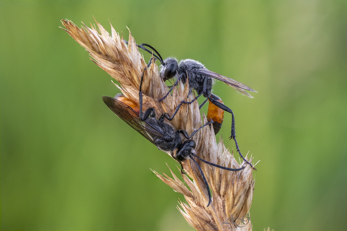 Ammophila sabulosa 2